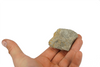 Nummulites Foraminifera, Zakopane, Tatra Mountains, Poland