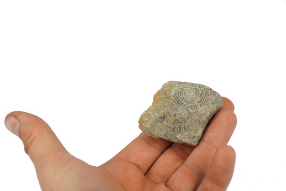 Nummulites Foraminifera, Zakopane, Tatra Mountains, Poland
