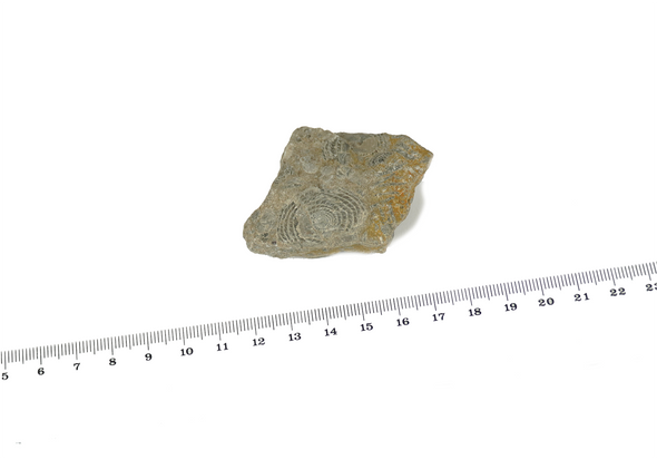 Nummulites Foraminifera 45mm