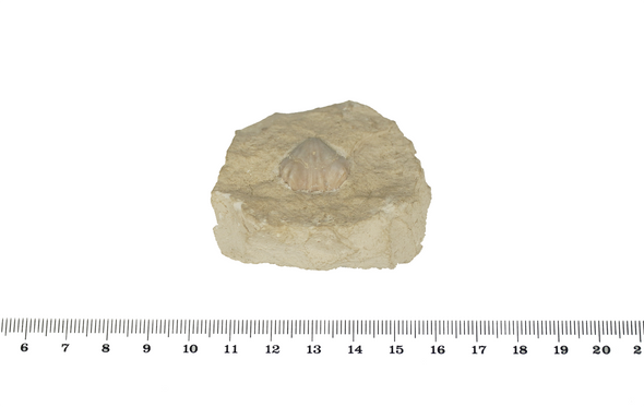 Brachiopoda fossil 45mm - full size