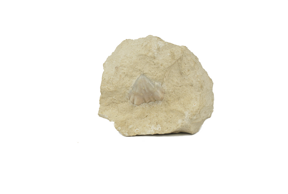 Brachiopoda fossil 45mm - front view