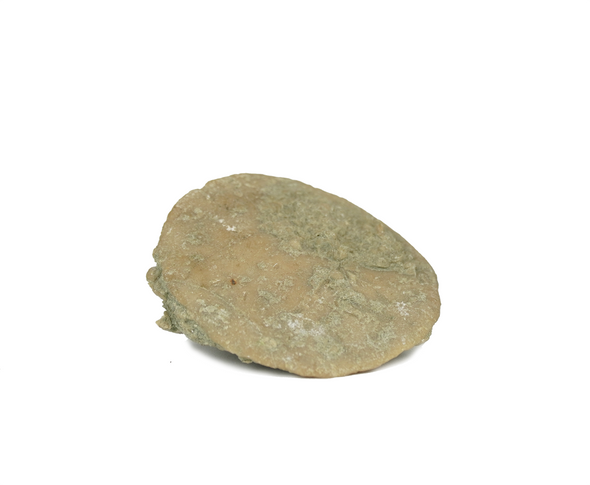nummulite fossil