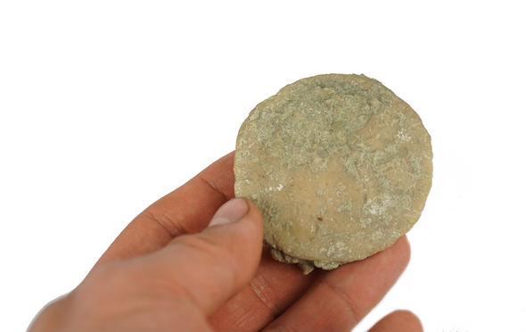 nummulite fossil held in a hand