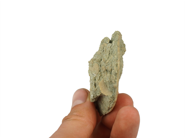 nummulite fossil, Cluj Region, Romania