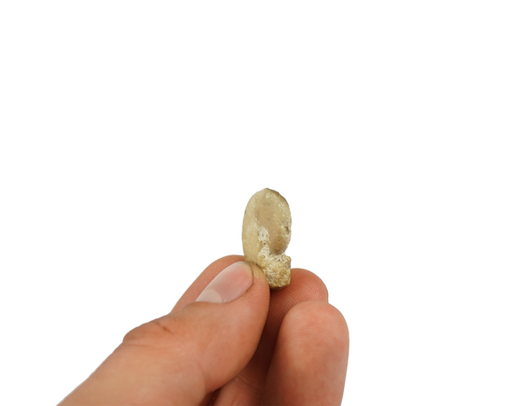 Ammonite Popanite, held in a hand