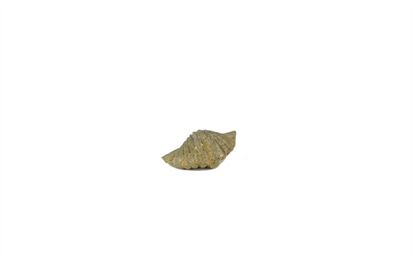 brachiopod fossil for sale