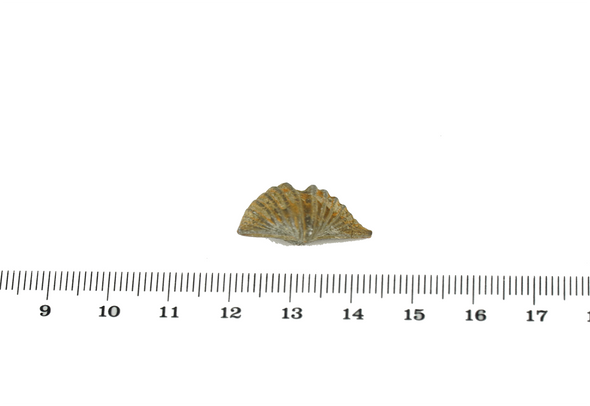Brachiopoda Fossil - Mucrospirifer diluvianoides - size