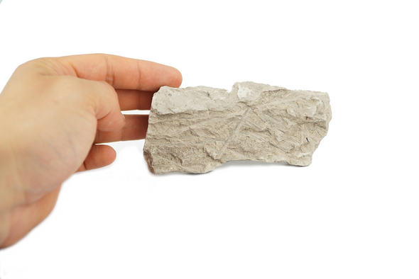 white fossil - Gingko Jurassic plant held in a hand