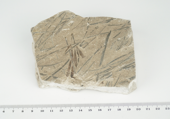 plant fossil - jurassic age, size