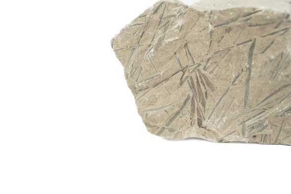 plant fossil - jurassic age - details