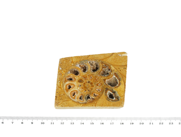 ammonite slice size