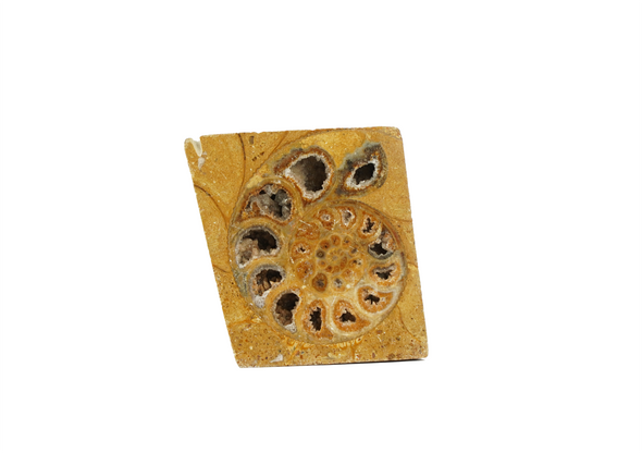 ammonite slice yellow