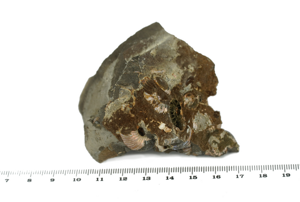 Ammonite, matrix fossil size