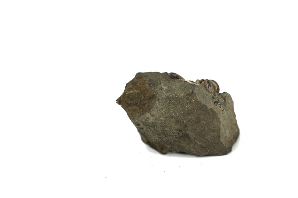 fossil matrix stone, side view