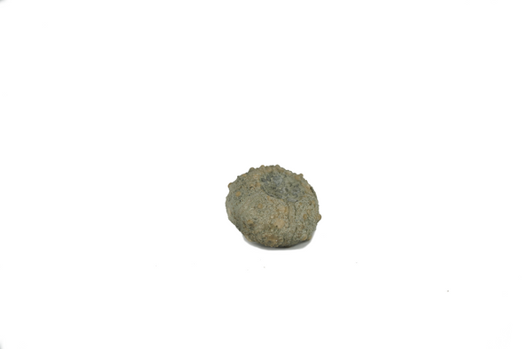 jurassic fossil, sea urchin