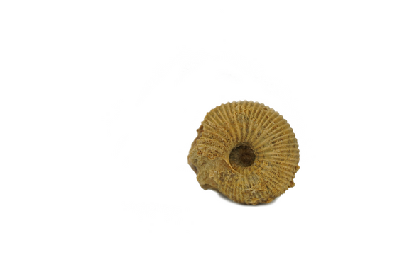 ammonite with crystal inside, top view