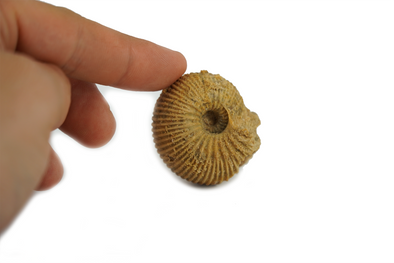 ammonite with crystal inside