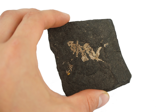 frog fossil, miocene age - held in a hand