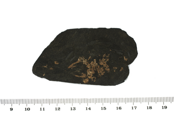 paleobatrachus frog fossil size