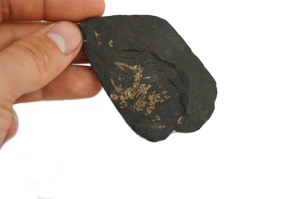 paleobatrachus frog fossil