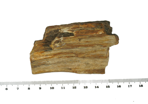 Size Petrified wood from the Miocene era