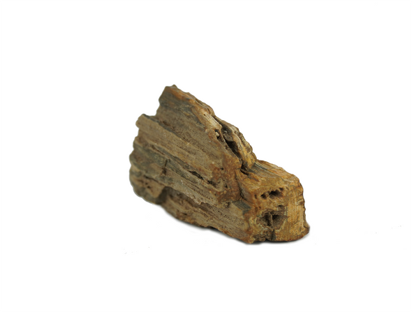 Petrified wood from the Miocene era