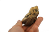 Petrified wood from the Miocene era hands view