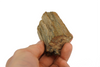 Petrified wood Miocene era