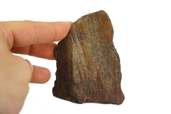 Petrified wood from Holy Cross Mountains With Hands