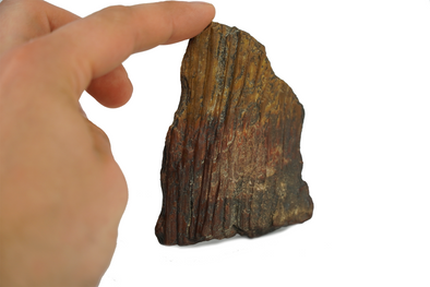 Petrified wood from Holy Cross Mountains