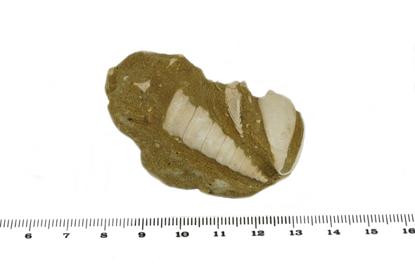 turitella fossil size