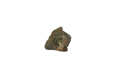 Quenstedtoceras ammonite