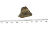 Quenstedtoceras Ammonite, size