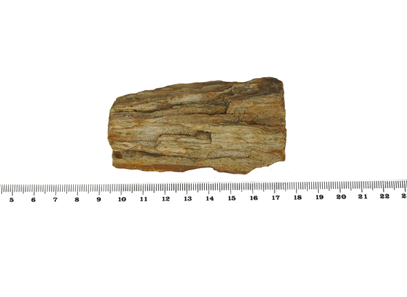 size petrified wood slice