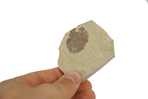 plant fossil - miocone age