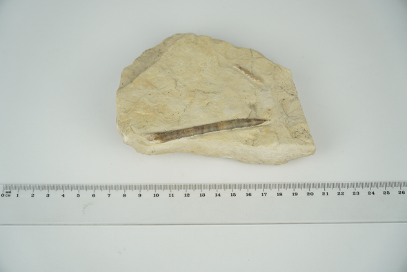 Belemnite and spine of sea urchin size