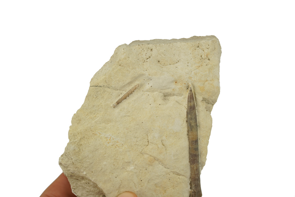 Belemnite and spine of sea urchin 