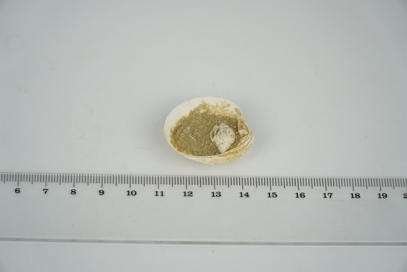 Bivalvia with gastropoda size