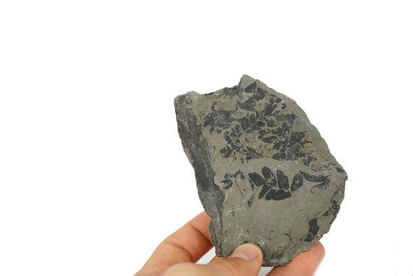 carboniferous plant fossil