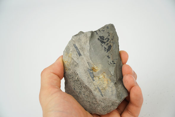 carboniferous plant fossil held in a hand