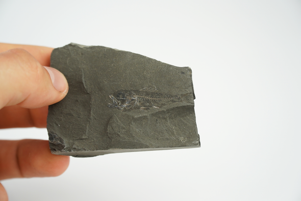 serranus fish fossil held in a hand