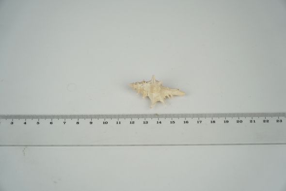 miocene gastropoda, murex friedbergi, size