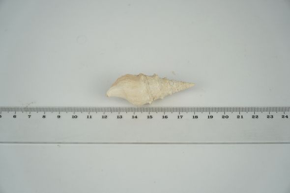 Snail Fossil, Clavatula, Size
