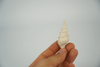 Snail Fossil, Clavatula, held in a hand