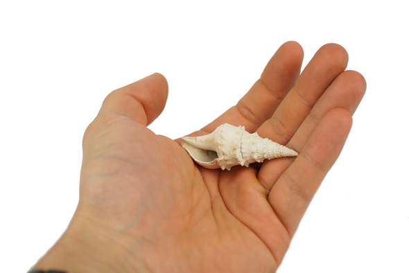 Snail Fossil, Clavatula