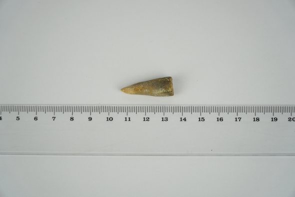 Belemnite glued in the middle - size
