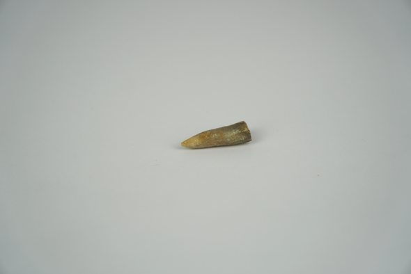 Belemnite glued in the middle - top view