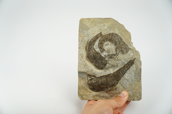 eurypterus for sale