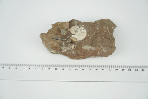 Ammonite Asphinctites tenuiplicatus size