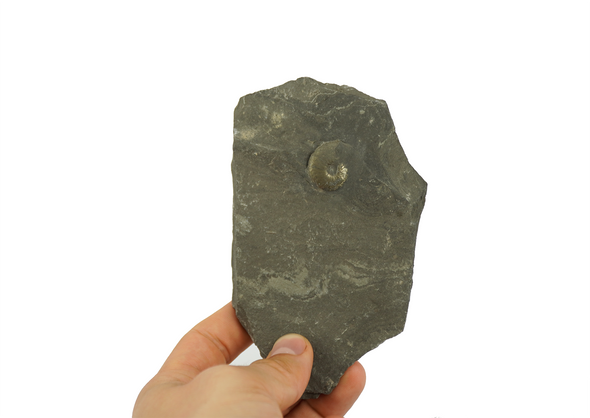 goniatite held in a hand